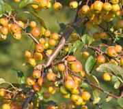 Malus floribunda, Japanese crab apple
